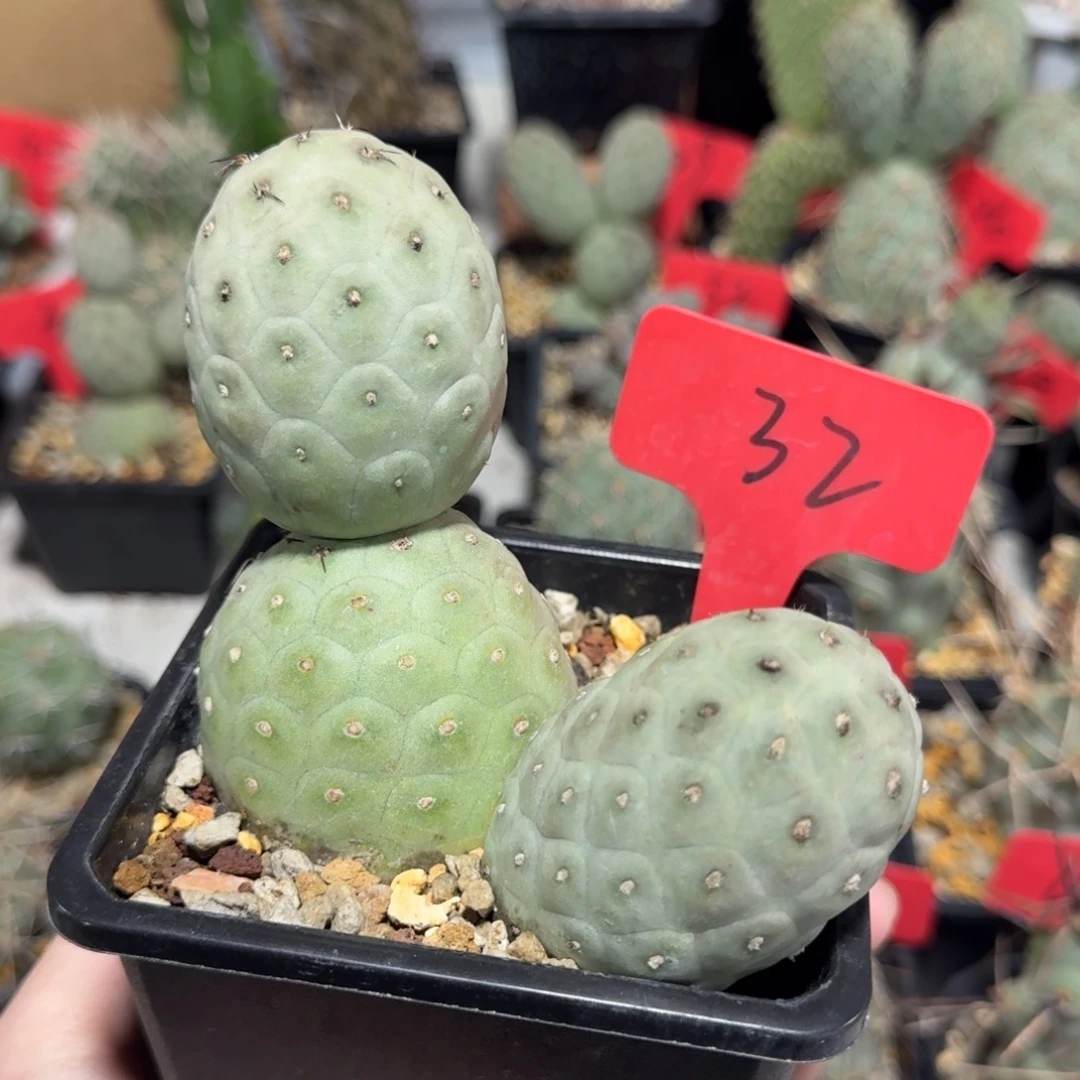 32号三头白皮习志野冠幅5.2带盆发