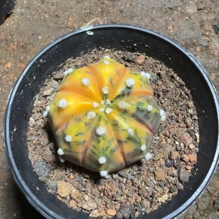 当前无花栽培后可以开花实生兜锦