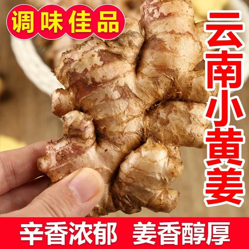 正宗云南高山小黄姜辛辣味足姜香醇厚新鲜生姜