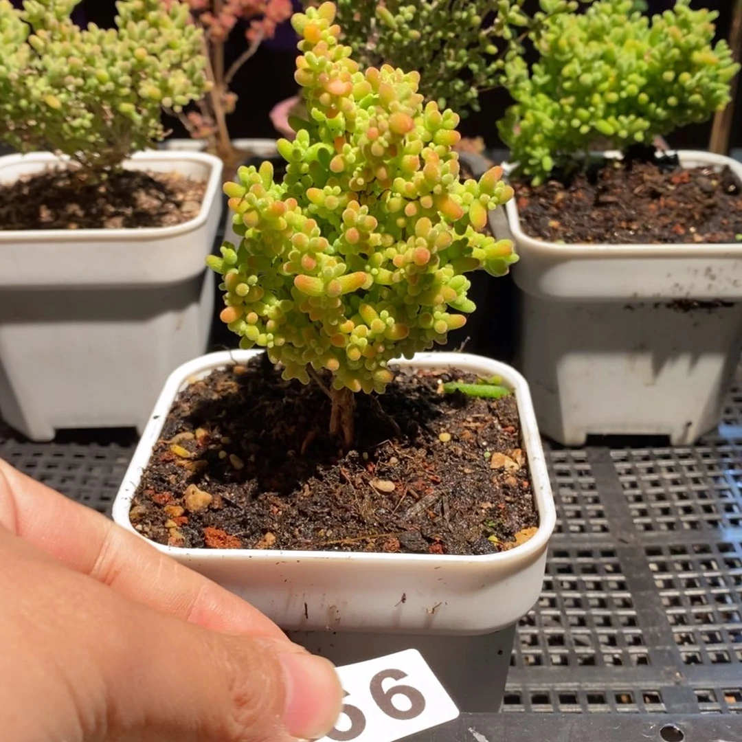 枝干番杏多肉植物166