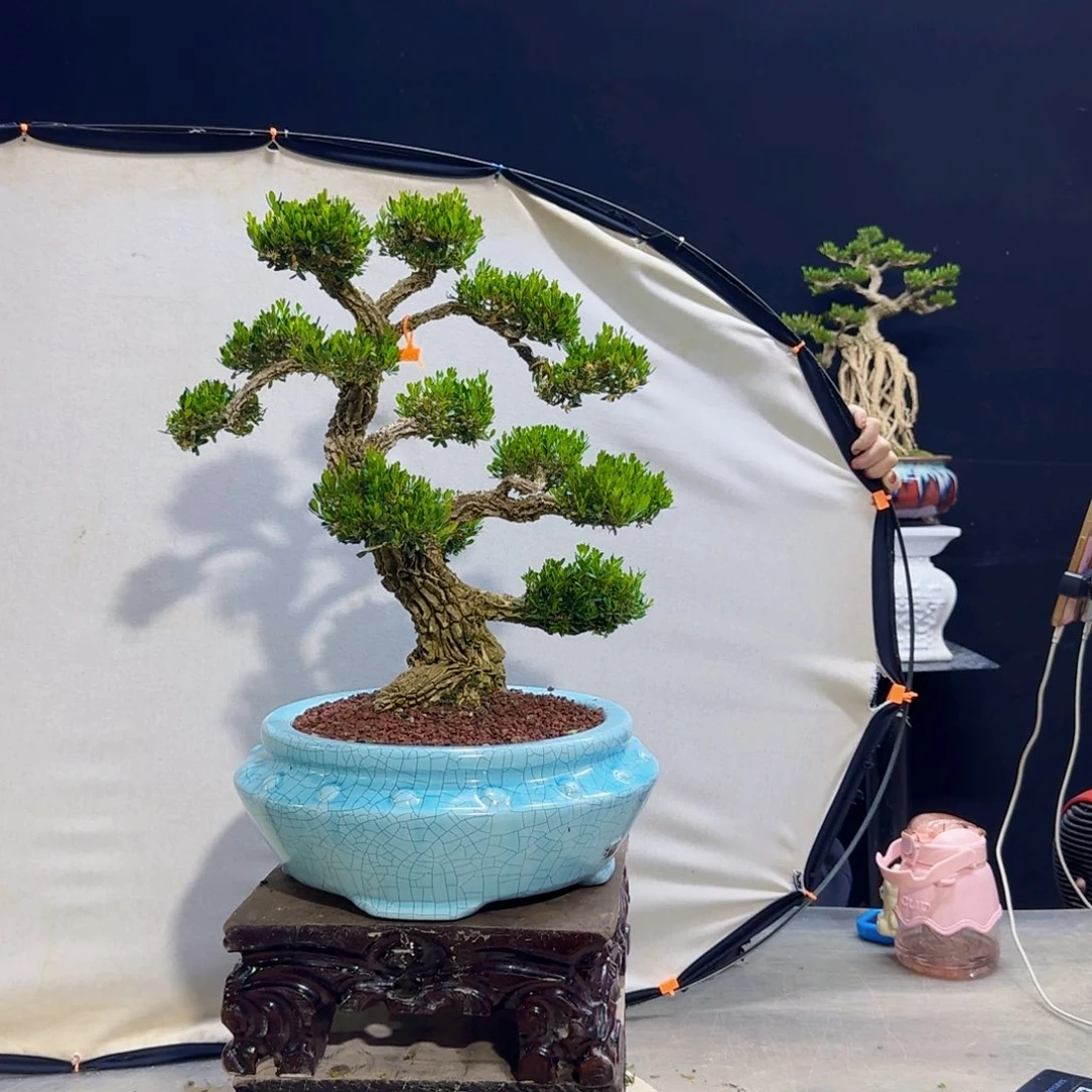 高端黄杨盆景艺术4****3