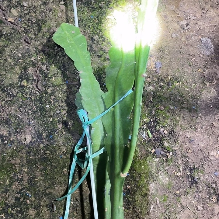 另件荷花盆栽苗子微光