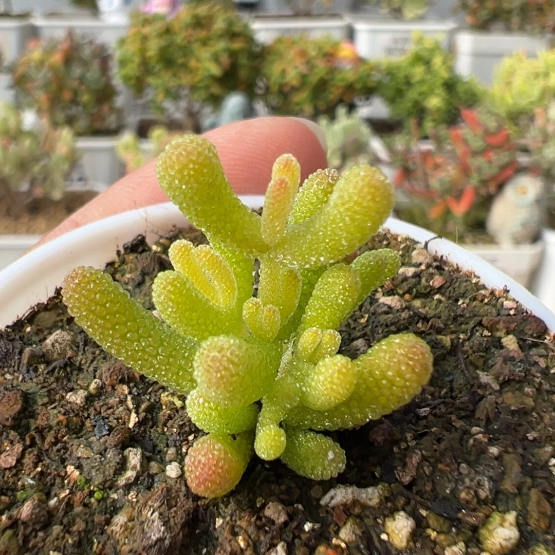 25-550枝干番杏多肉米冰五圆盆迷你型