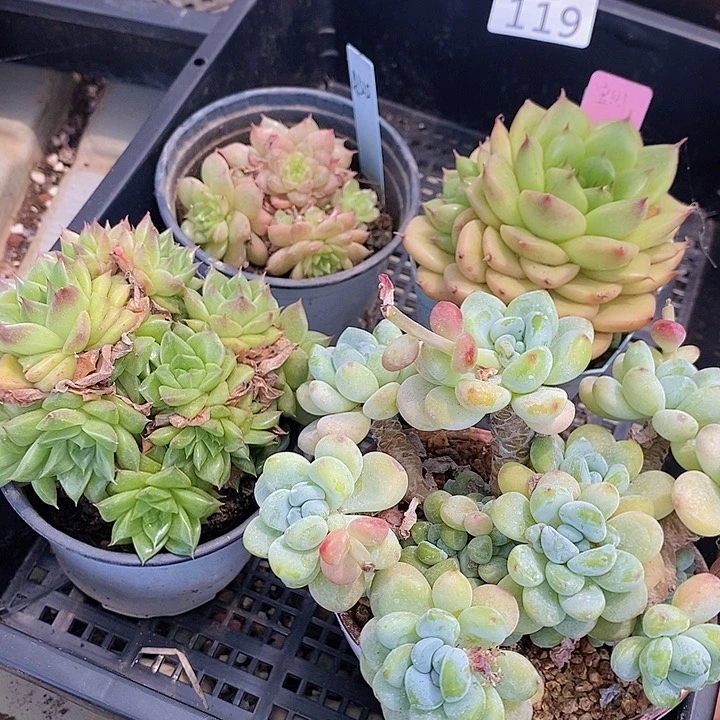 119 多肉植物盆栽花卉