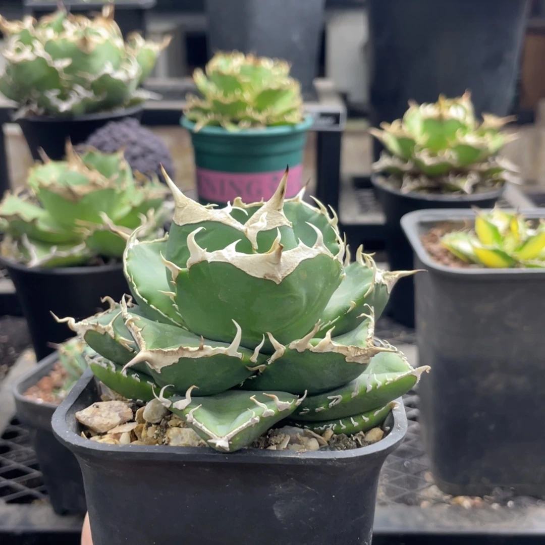 【闪购商品】灯养 立可白