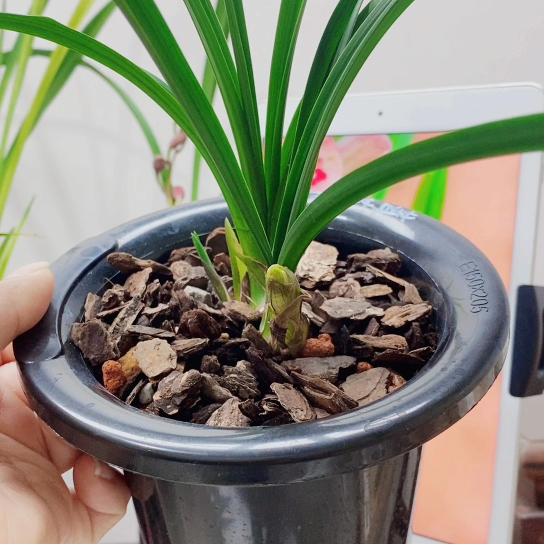 夏***选当前无花栽培后可以开花