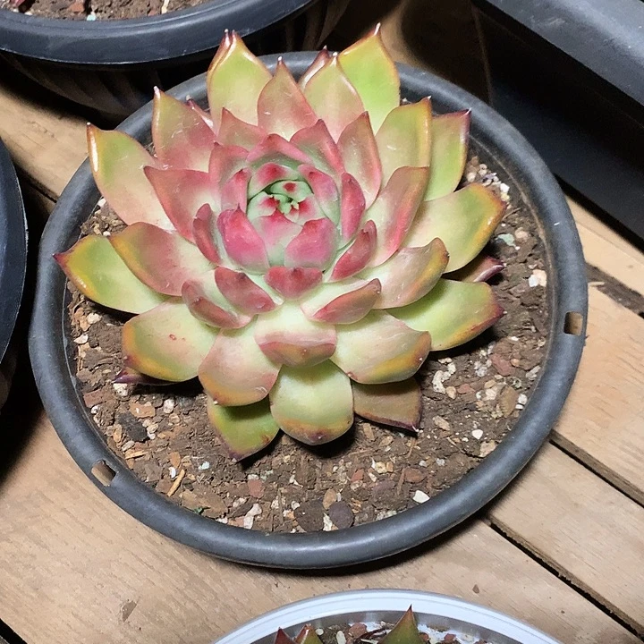 美肉特价活动开始啦