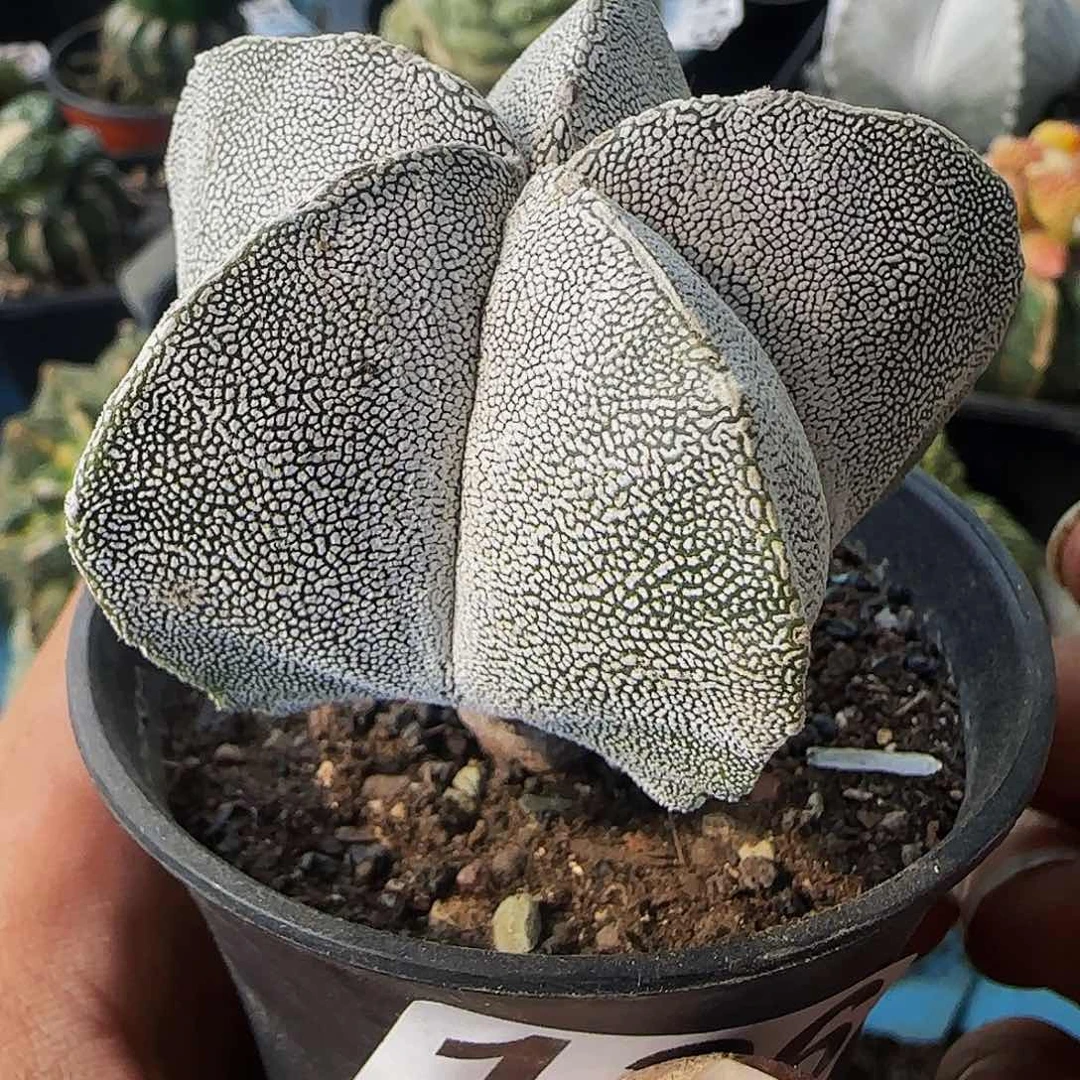 实生恩冢136仙人球