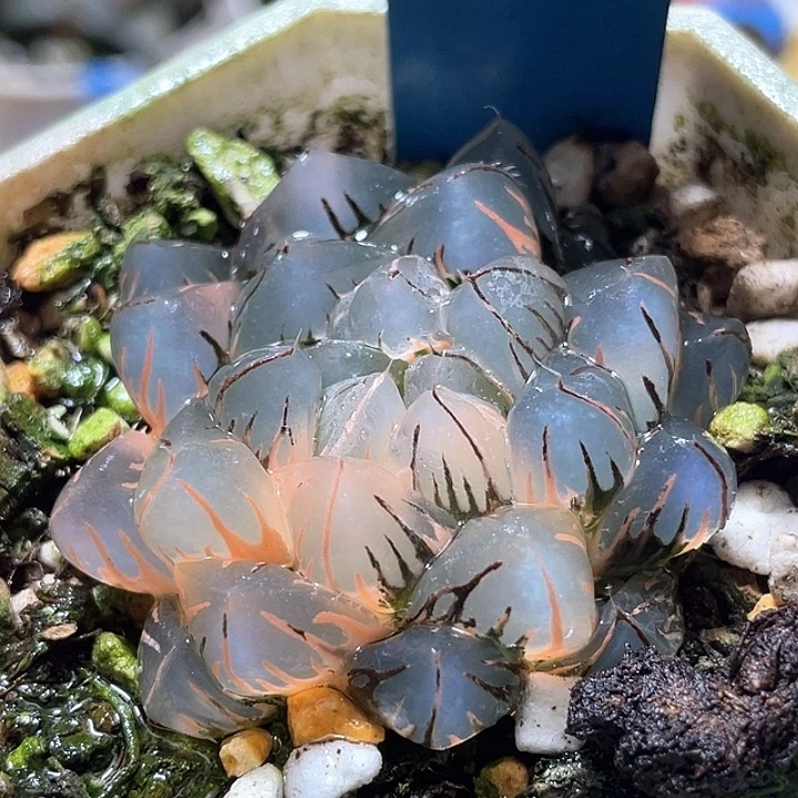 651水中月锦特约哦福利