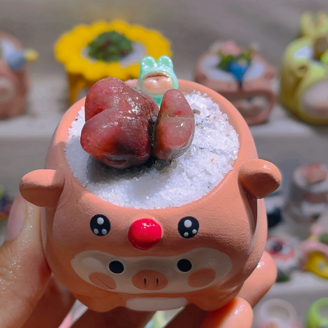 035高端多肉带盆土一套38