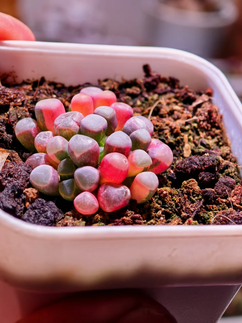 五十玲玉锦一物一拍018稀缺多肉植物锦