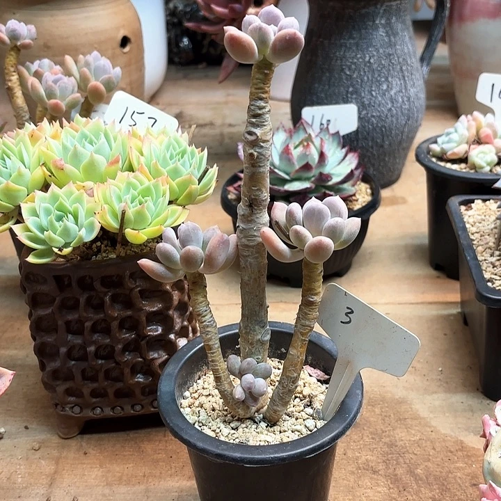 多肉植物，长叶奶3号