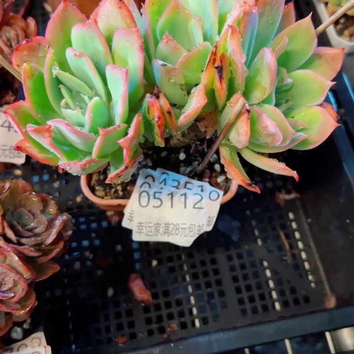 幸运的是我还没遇到过