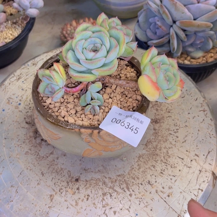 多肉一物一拍6345