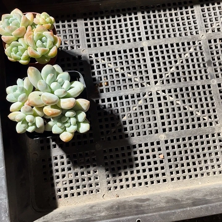 墨***南50号筐带哦土发货