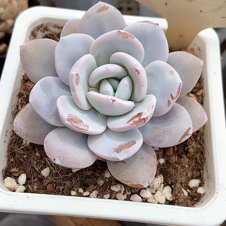 桃*。多肉植物雪莲7053