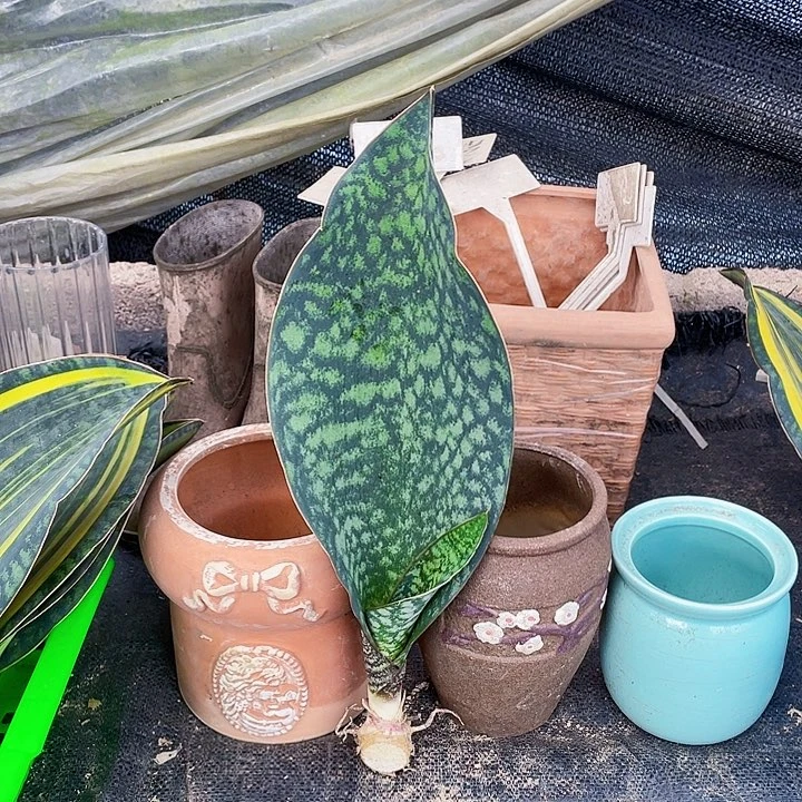 完全开放翠宝镜38cm