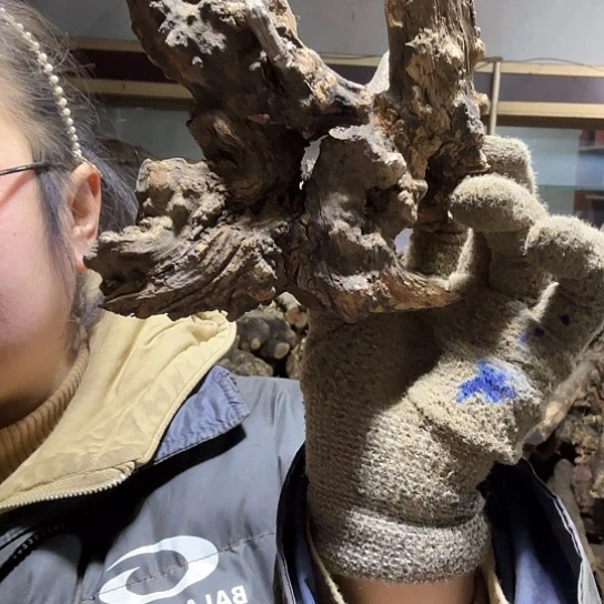 香榧木张*火琉璃的故事毛料摆件