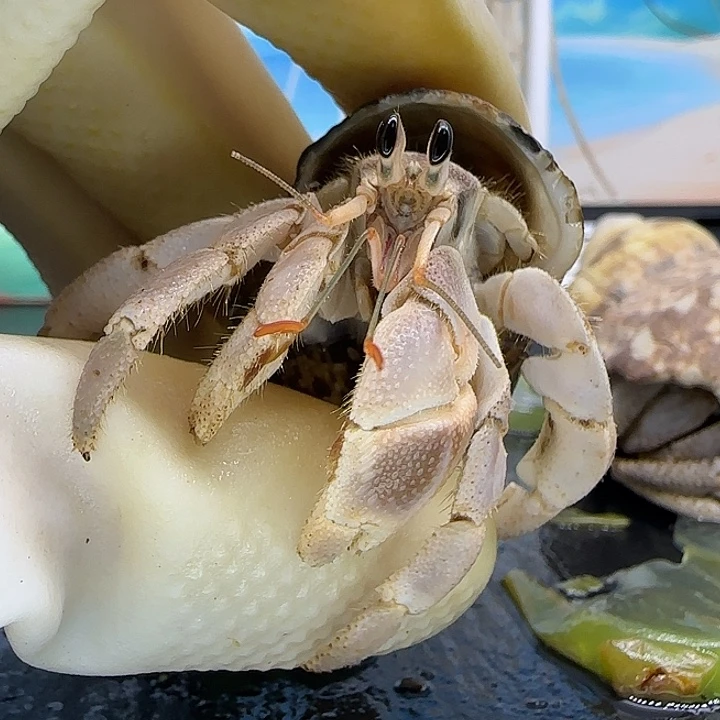 A46灰白2.0cm口径