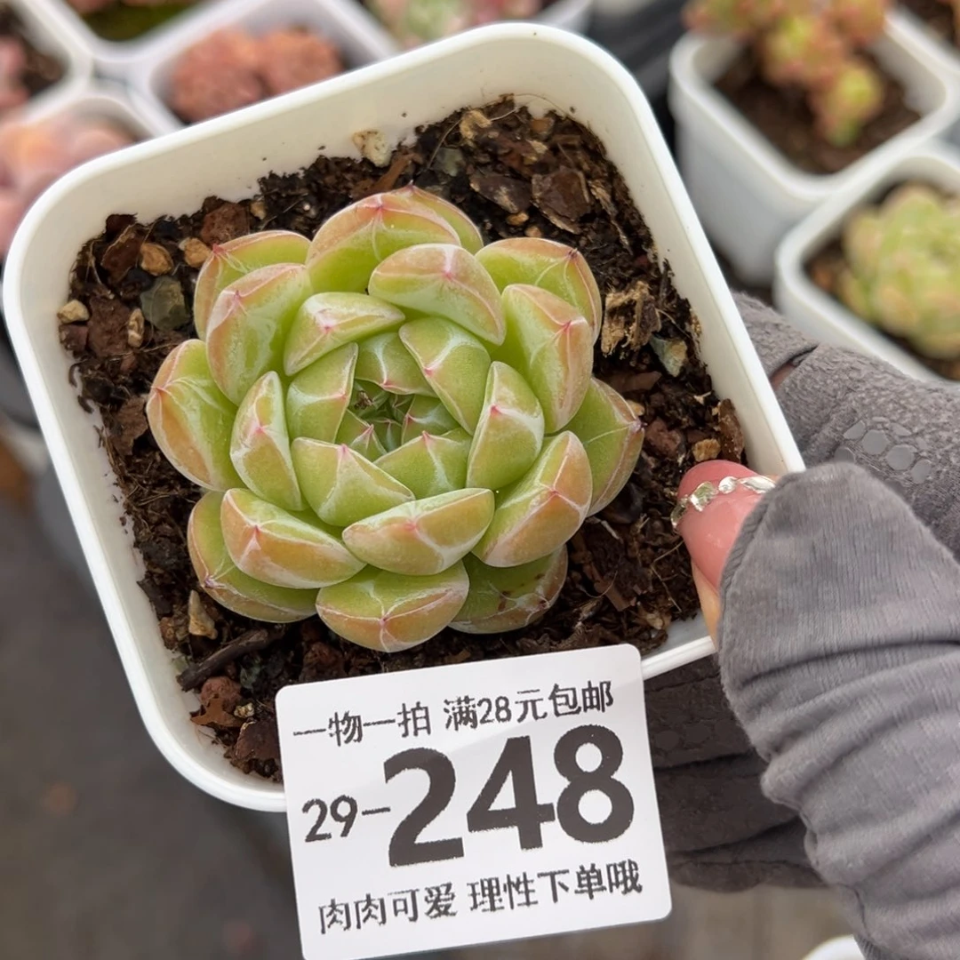 雪花珍妮多肉多肉多