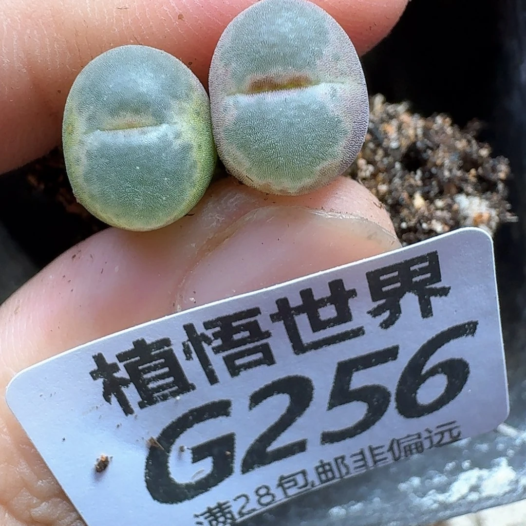 多肉植物的人生fgb