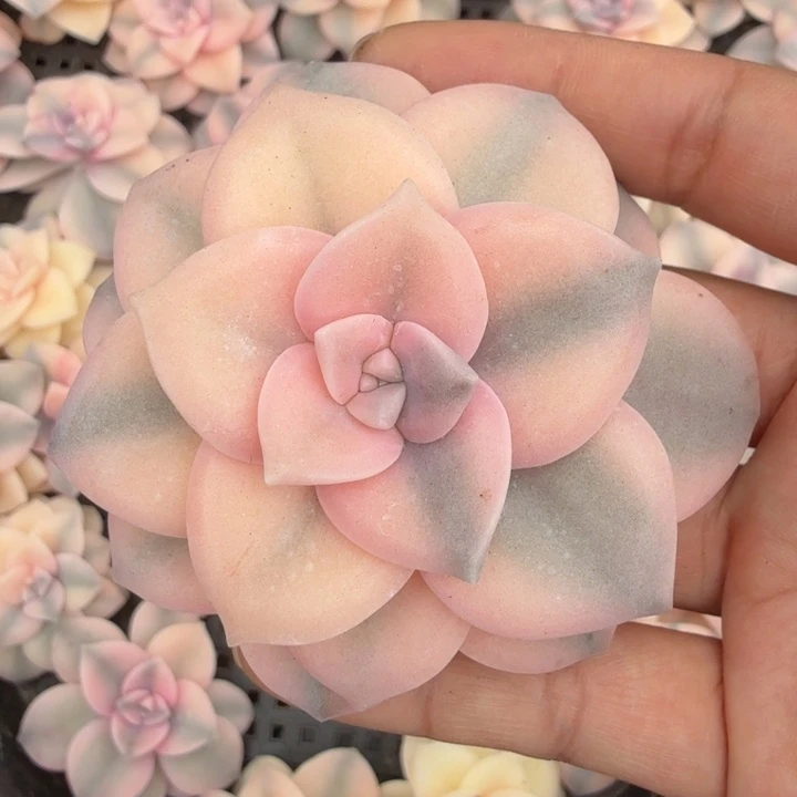 粉紫乐锦大锦边腹轮锦