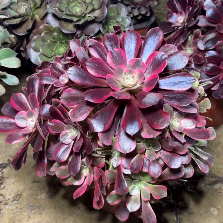 多肉植物法师金丝雀3