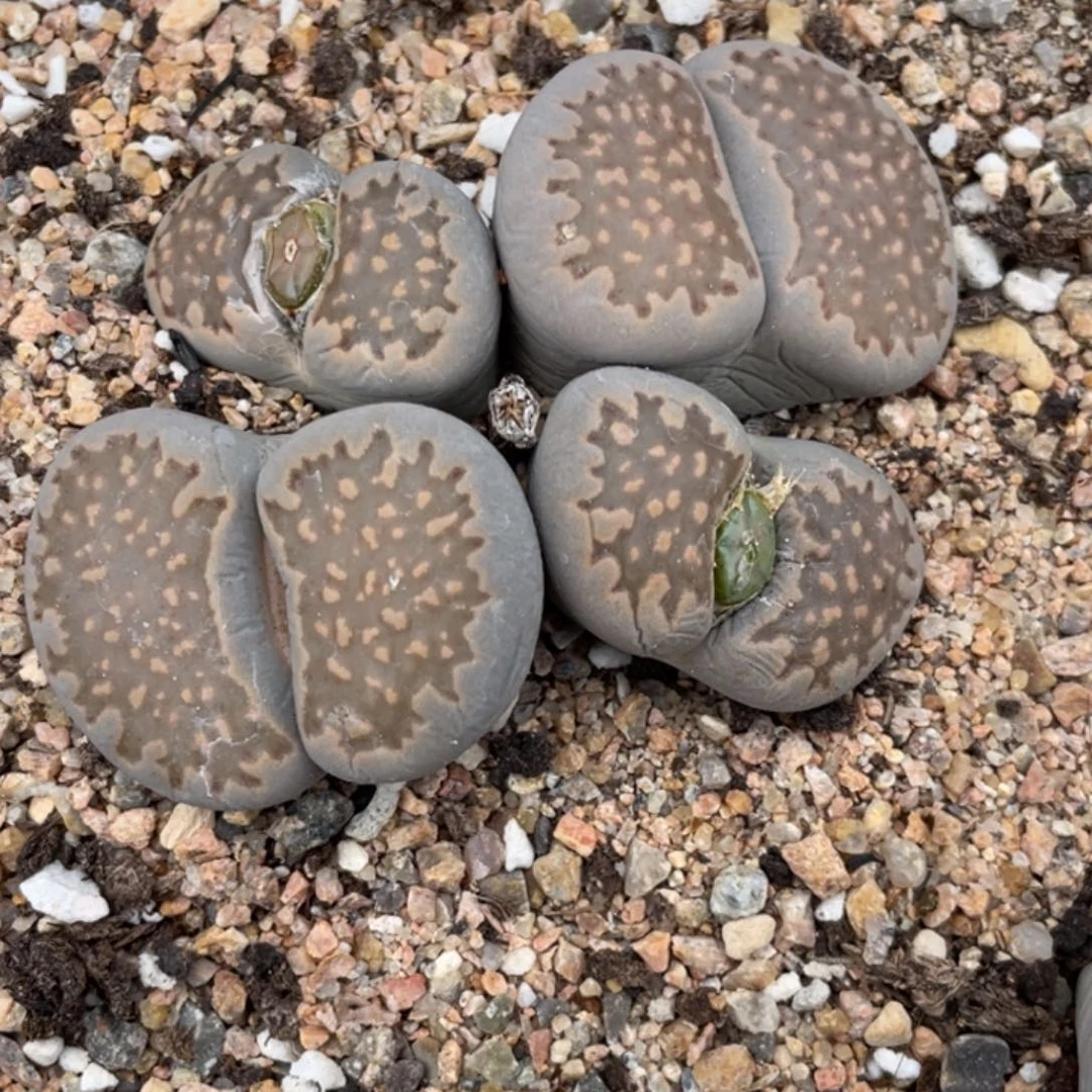 非偏远满20包邮082