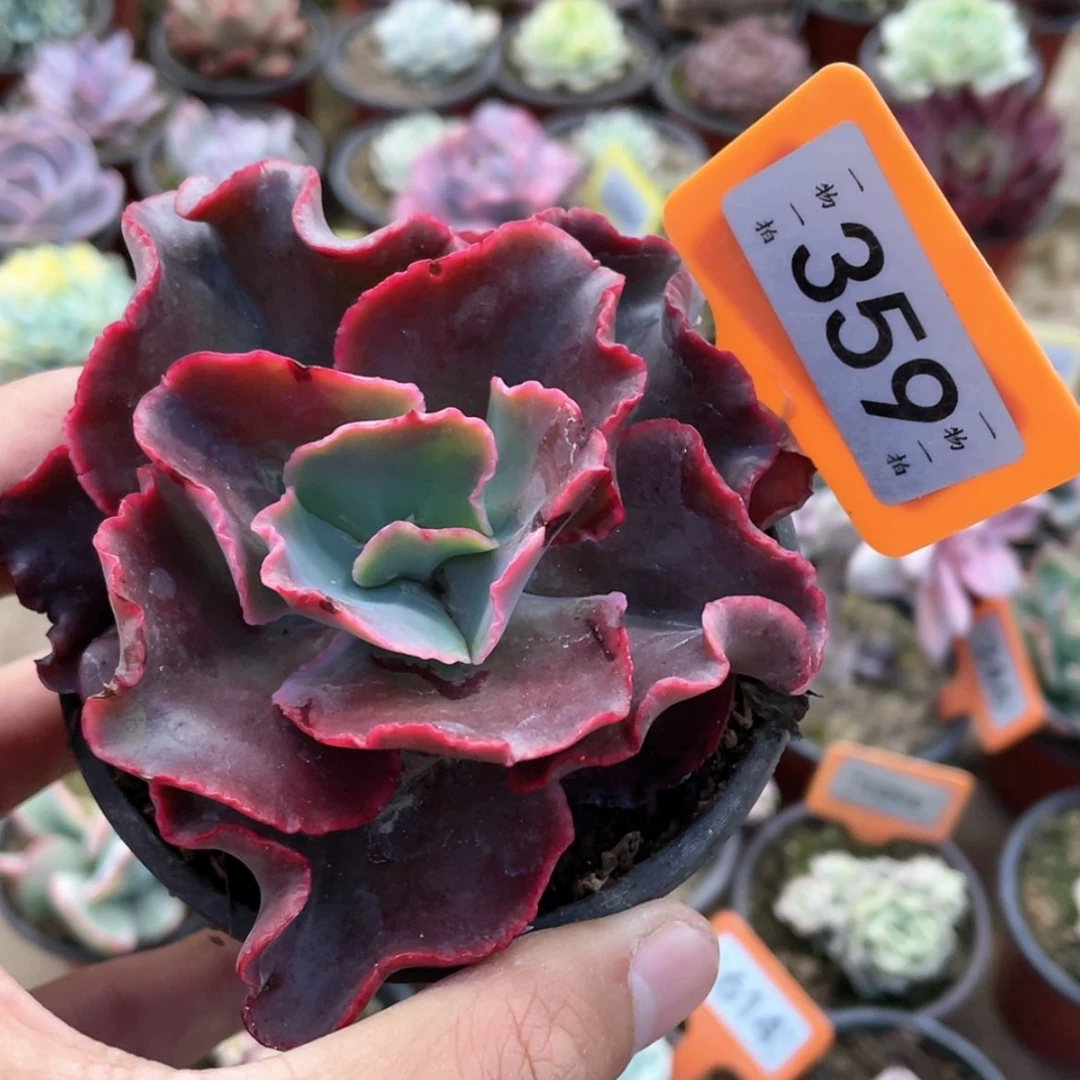 【闪购商品】猫**?359号