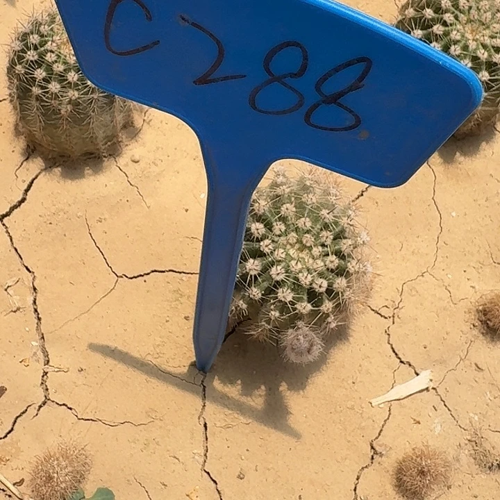 菁*C288,水仙11号仙人球