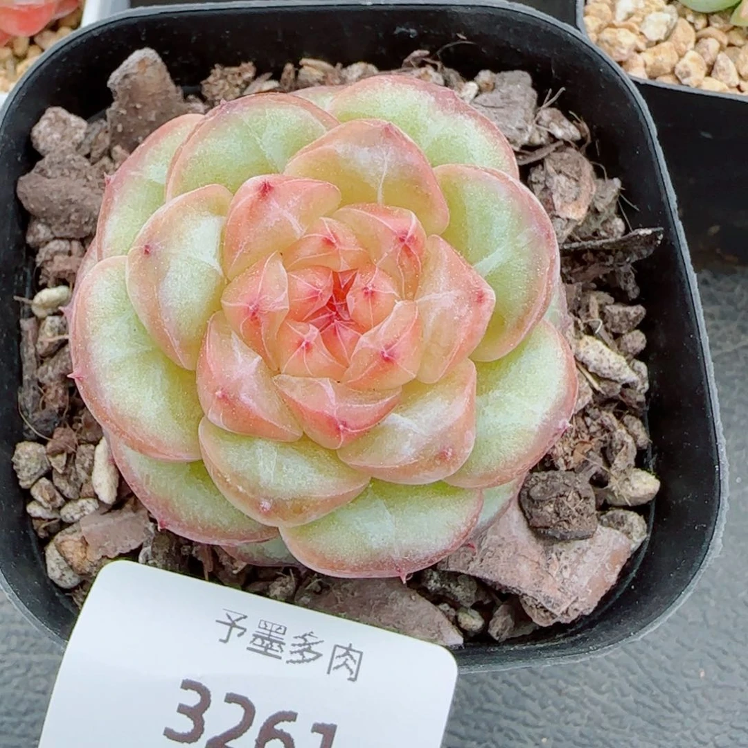 新品，海棠红，3261多肉