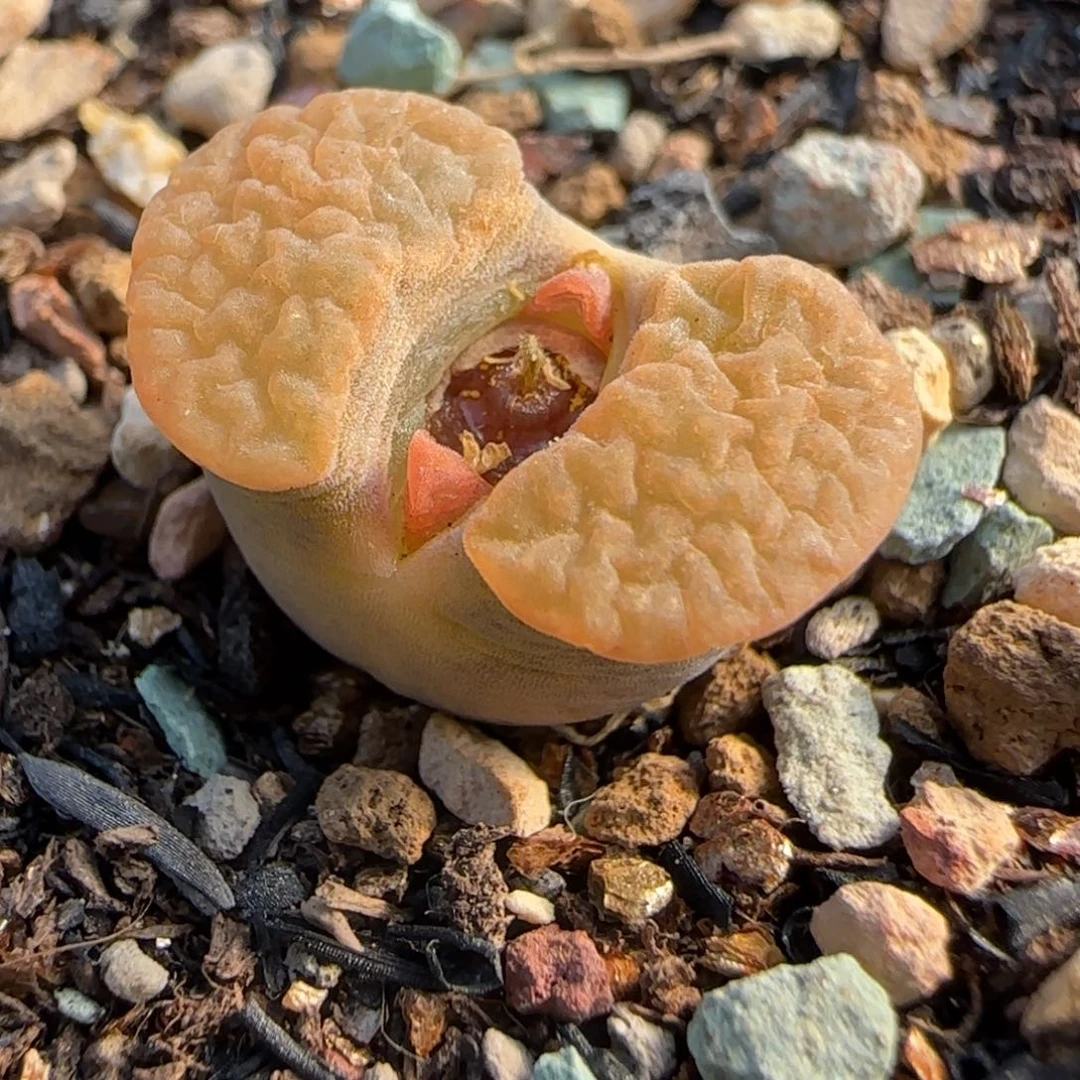 多肉植物bank磁铁35号