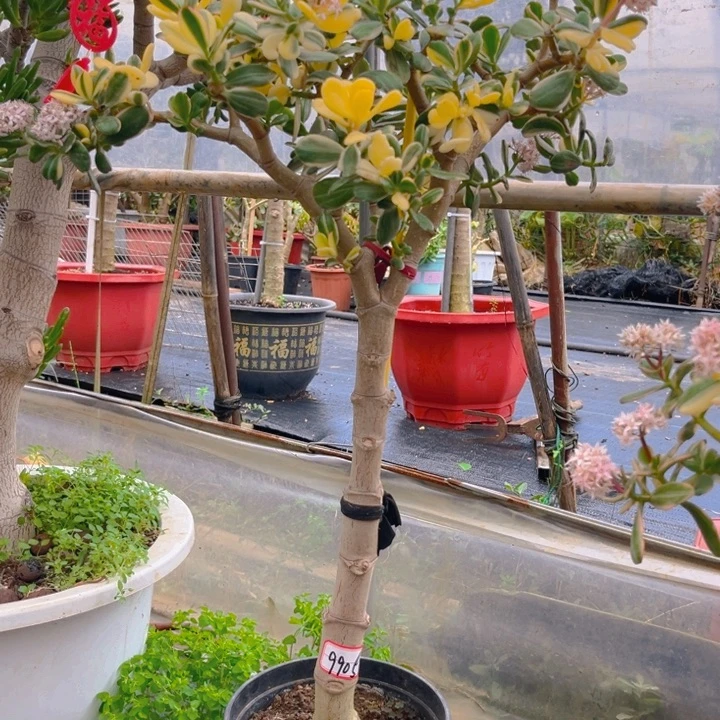 ℡***年9905白锦花月半土球发