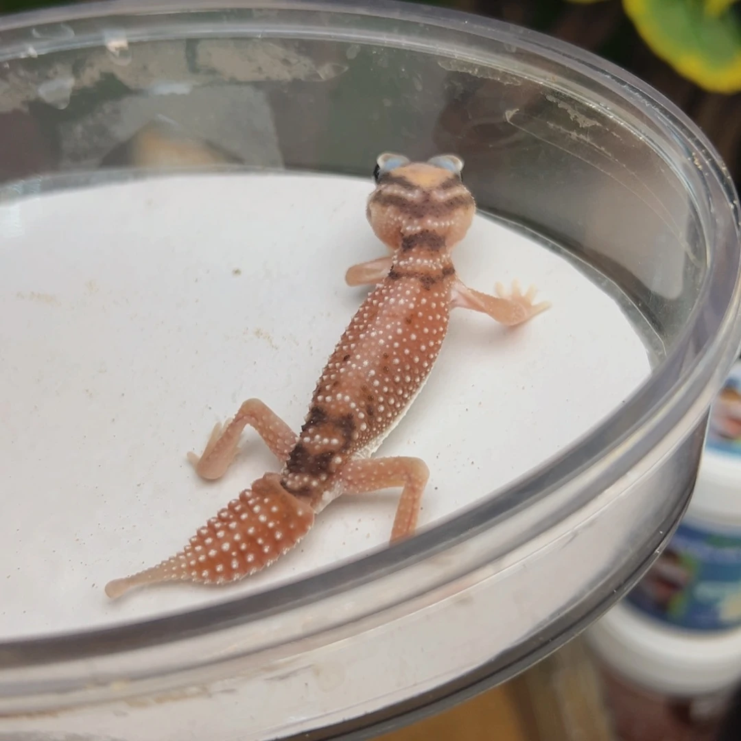 睫角守宫双隐弟弟