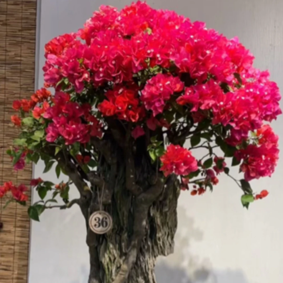 四季同安红三角梅(一物一拍)