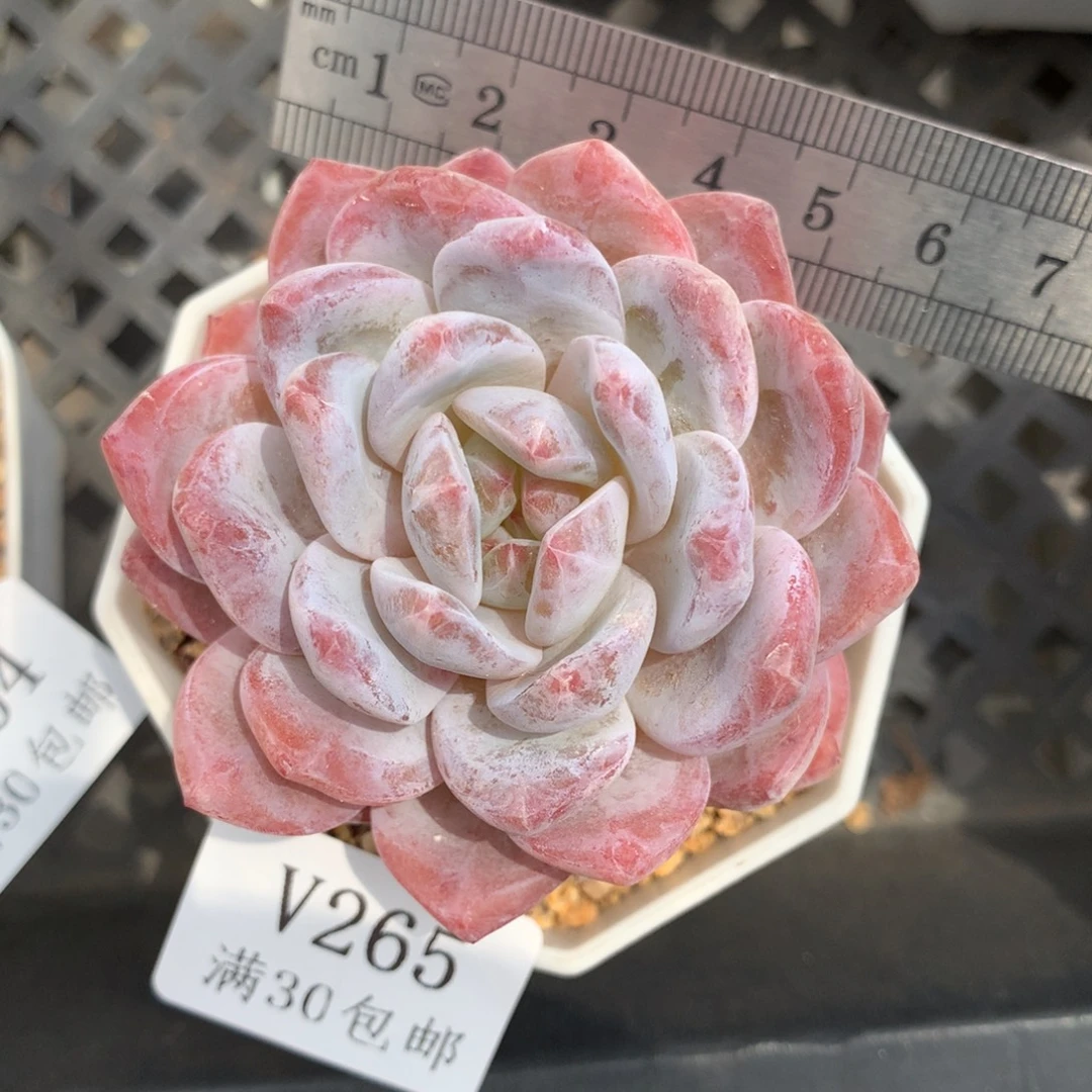 265。星影橙糖心。单头。