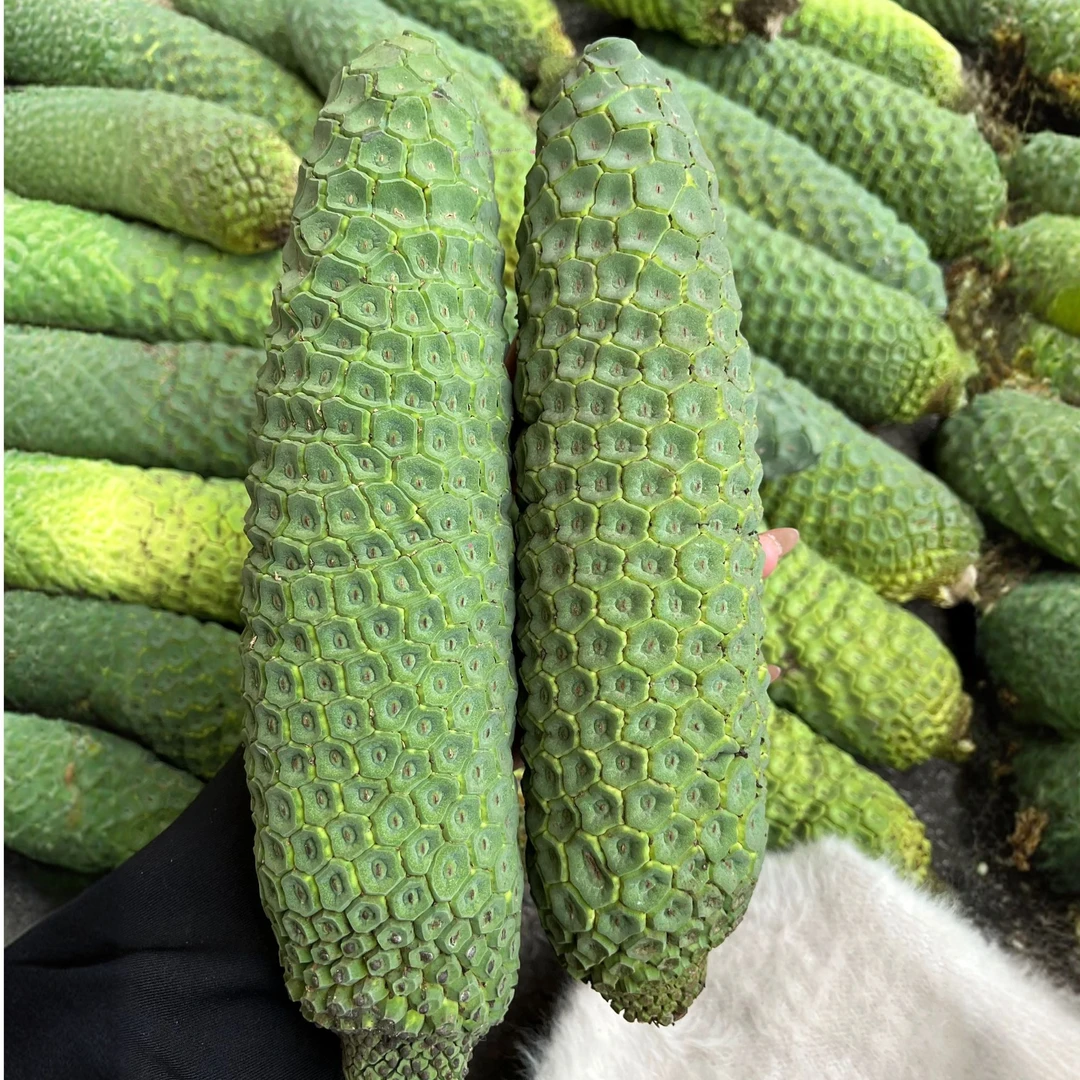 新鲜网红龟背竹蓬莱蕉