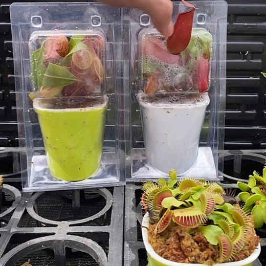 完全开放红玛丽 盖亚