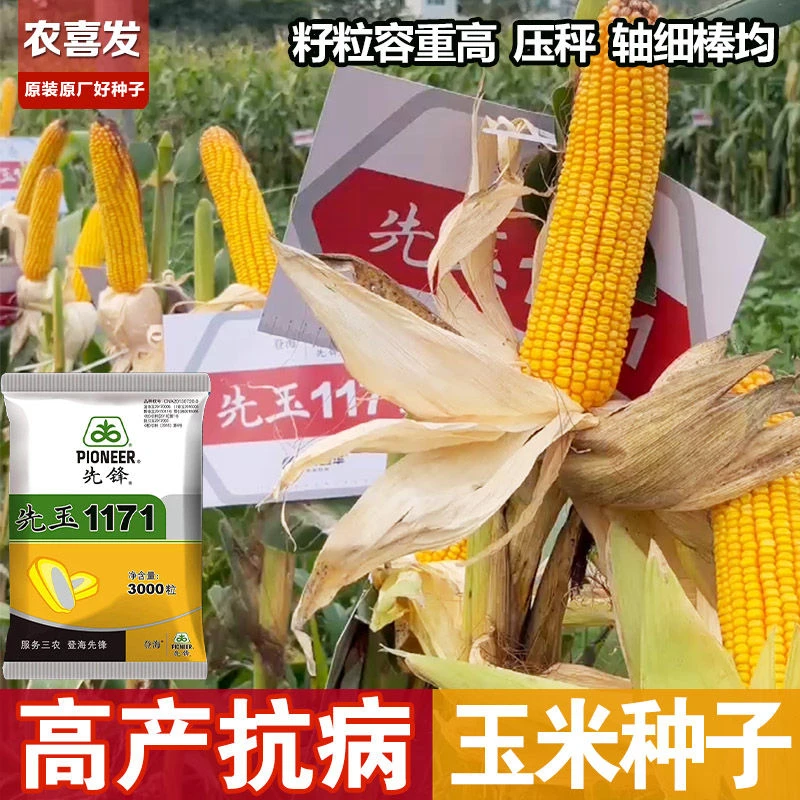 正宗新品杂交大棒型玉米种子先玉1171产量优轴细棒匀抗病抗高温