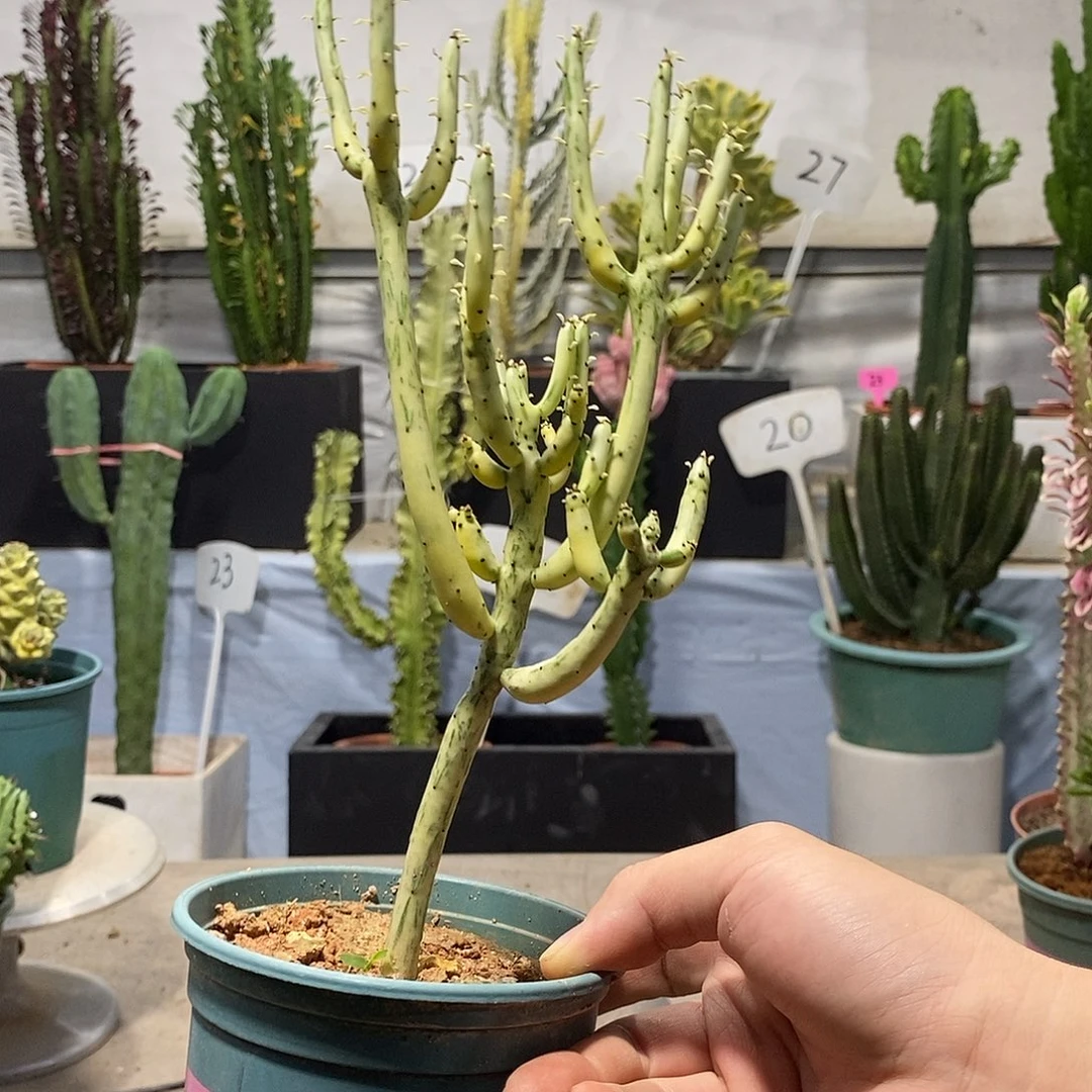 无花朵白玉珊瑚一物一拍