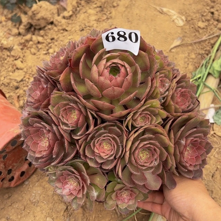 桃花石多肉植物680