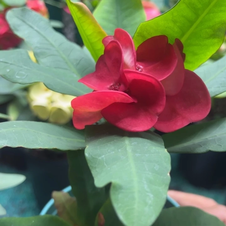 泰品扦插一物一拍