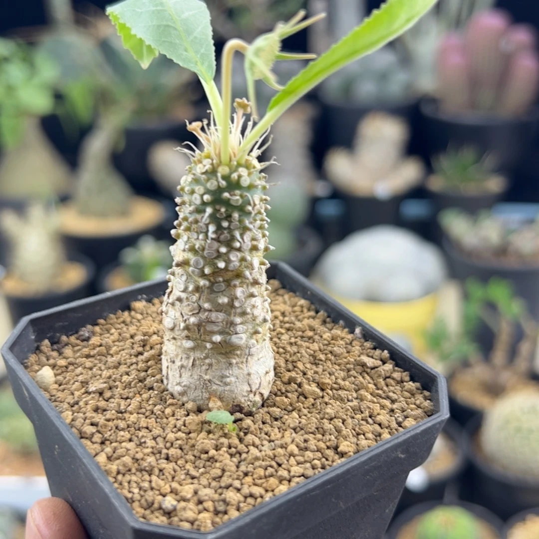 实生琉桑一物一拍