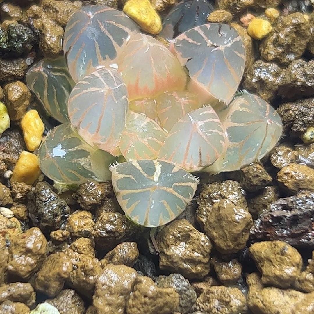 糊斑龙爪锦十二卷