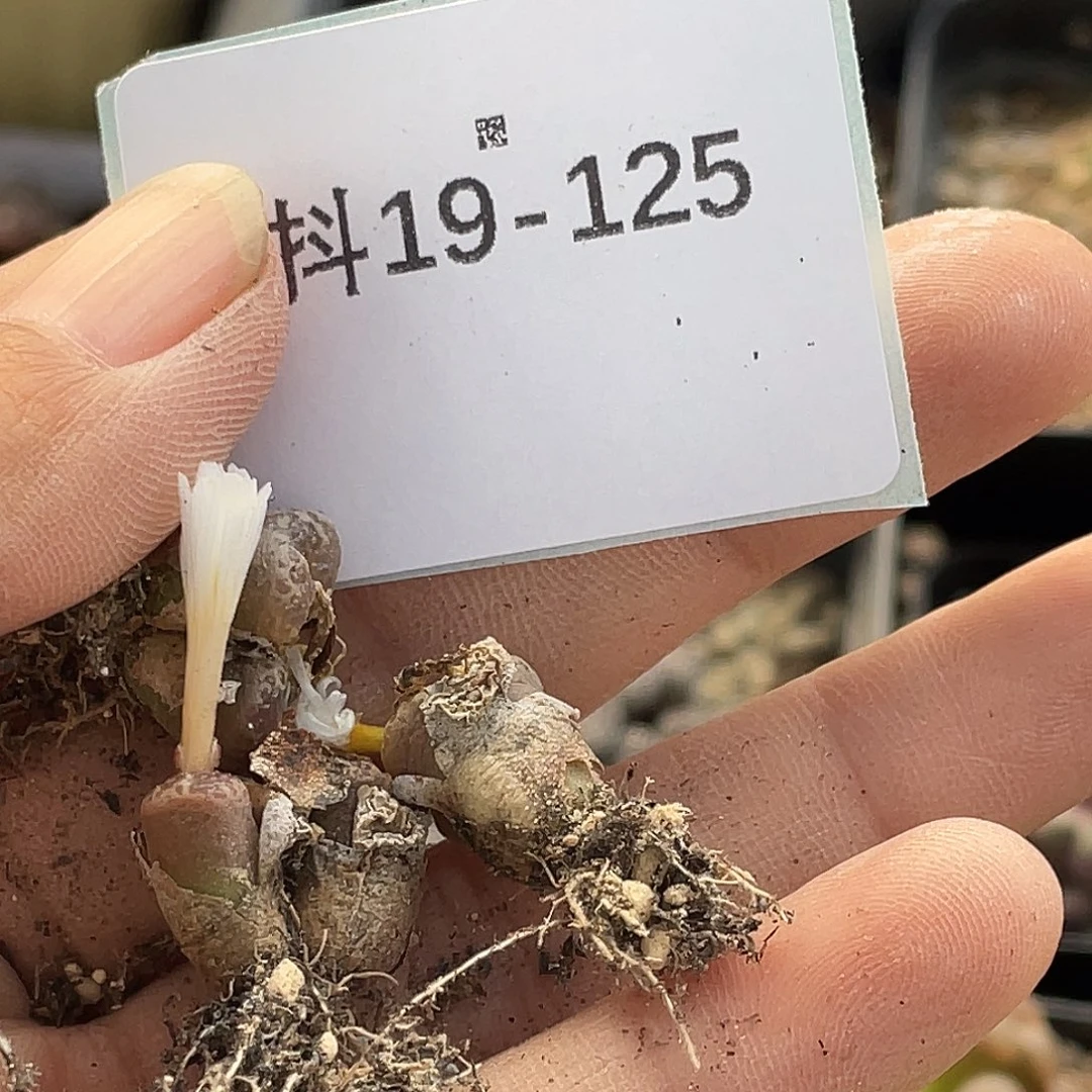 是***～19-125肉锥多肉植物
