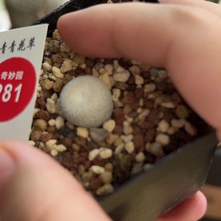 实生小人帽1.6cm 一棵仙人球