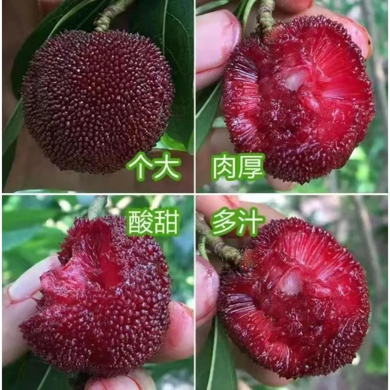 a【杨梅树苗】正宗东魁杨梅果树苗阳台庭院盆栽地栽黑炭杨梅苗