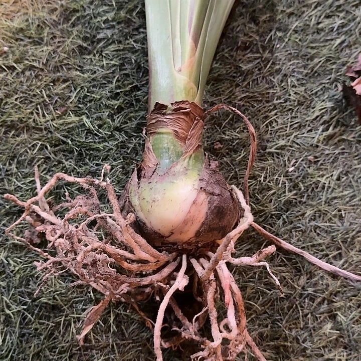 单瓣红色大花基地球8+