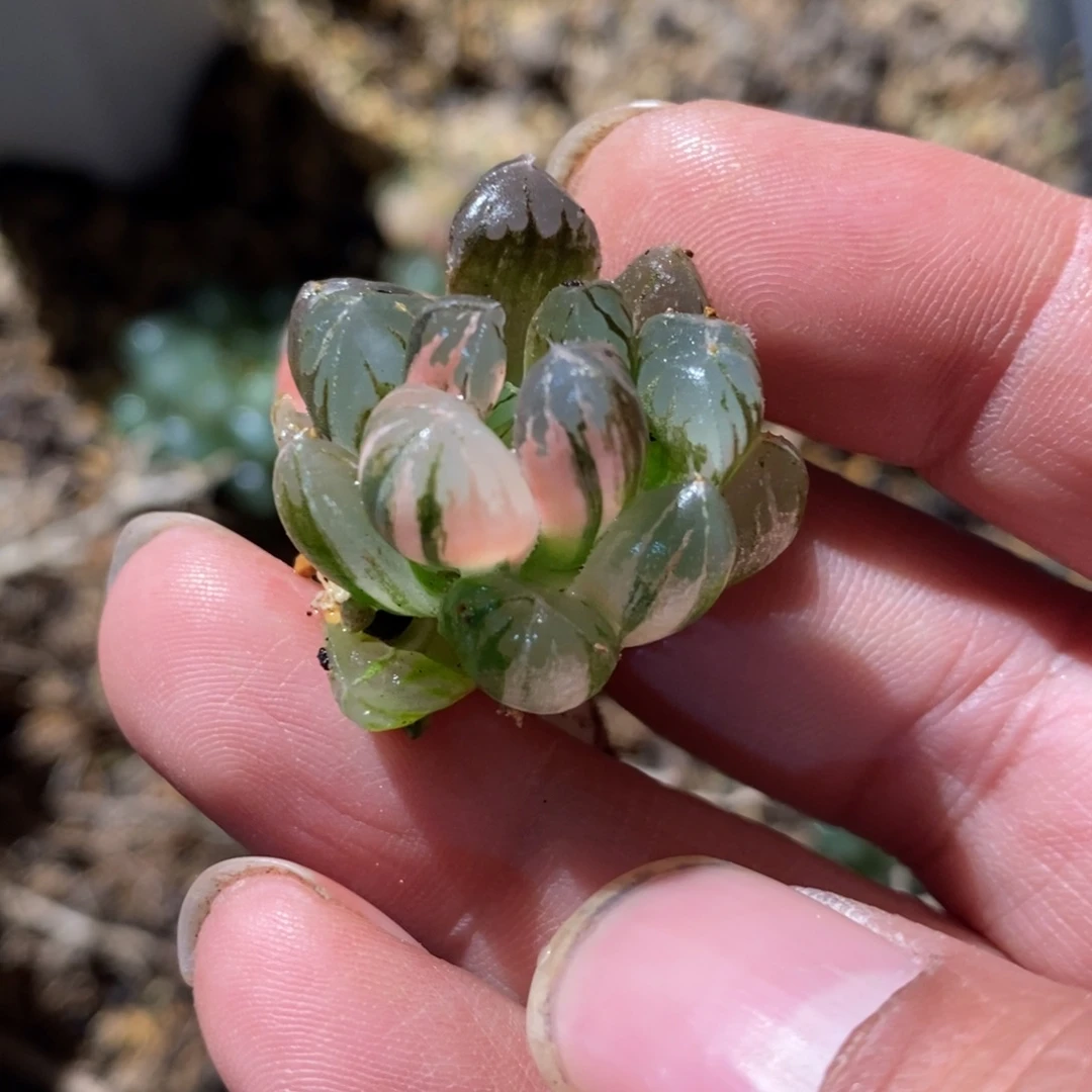 我***51277 一颗福利。