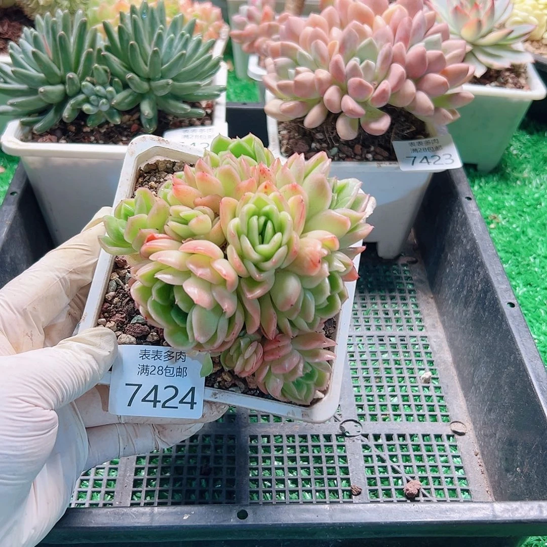 无花朵多肉一物一拍7424